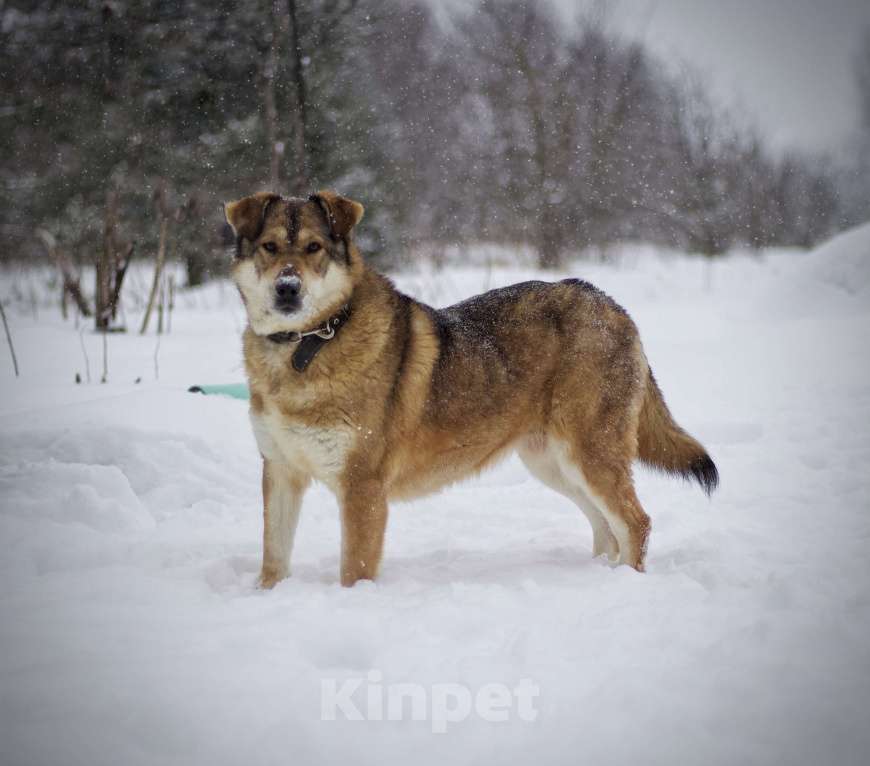 Собаки в Наро-Фоминске: Белла Девочка, Бесплатно - фото 8
