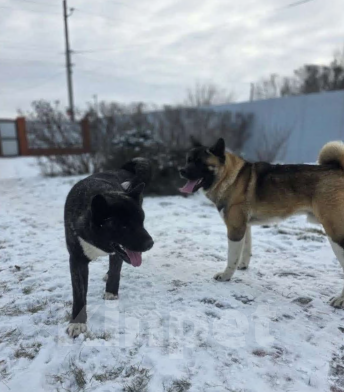 Собаки в Пласте: Щенки два месяца Мальчик, Бесплатно - фото 5