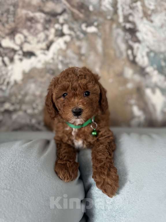 Собаки в Москве: Щенки той пуделя💚 Мальчик, 60 000 руб. - фото 3