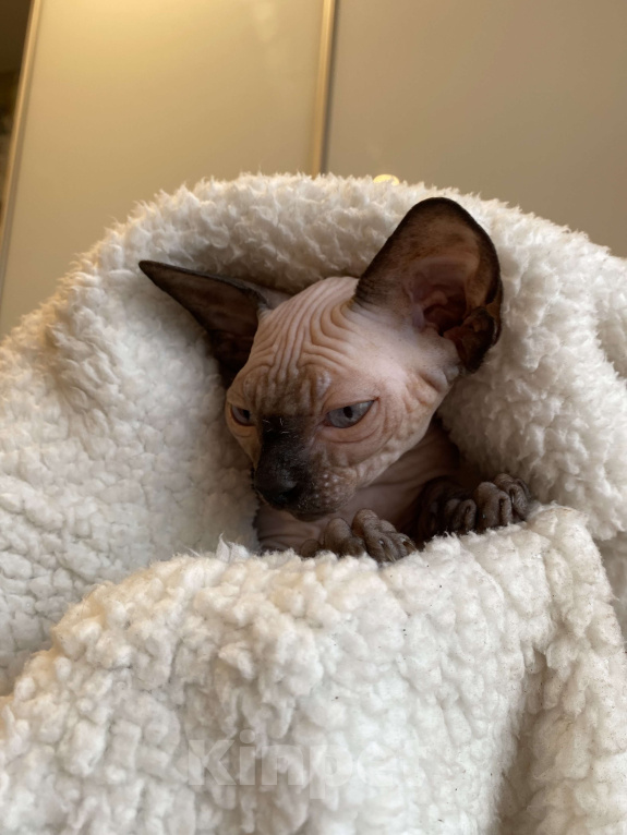 Кошки в Москве: Котёнок канадского сфинкса  Девочка, 35 000 руб. - фото 6