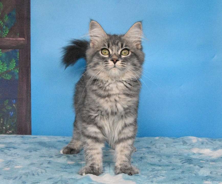 Кошки в Москве: Сибирский котёнок Девочка, Бесплатно - фото 4