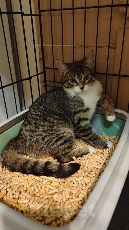 Кошки в Москве: Котёнок  ищет дом  Девочка, Бесплатно - фото 2