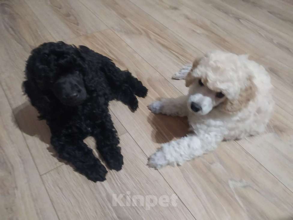 Собаки в Воронеже: Щeнок cрeднeго пуделя Мальчик, 45 000 руб. - фото 2