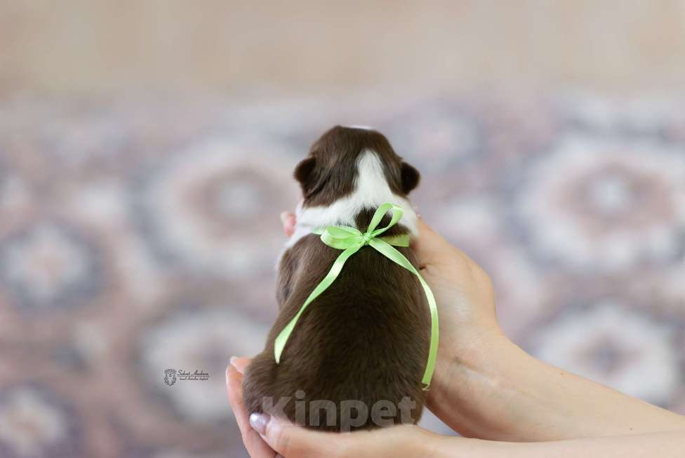 Собаки в Москве: Австралийская овчарка, аусси Девочка, Бесплатно - фото 1