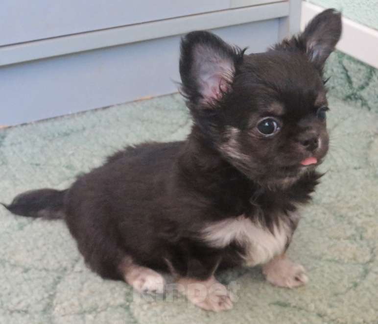 Собаки в Санкт-Петербурге: чихуахуа шоу мальчик Мальчик, 150 000 руб. - фото 2