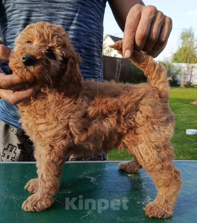 Собаки в Москве: Щенки малого пуделя Девочка, Бесплатно - фото 4