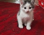 Кошки в Лобне: Котёнок в добрые руки Мальчик, Бесплатно - фото 1