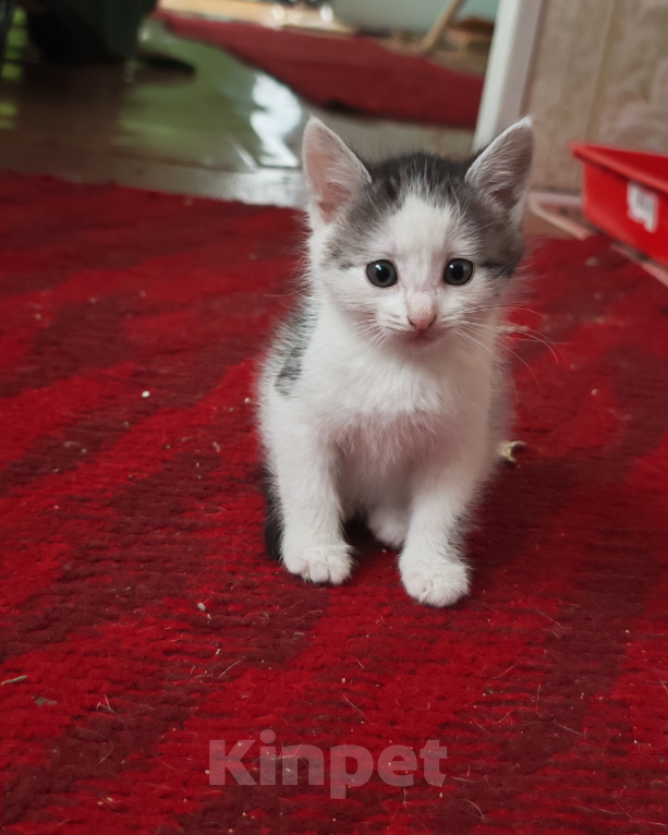Кошки в Лобне: Котёнок в добрые руки Мальчик, Бесплатно - фото 1