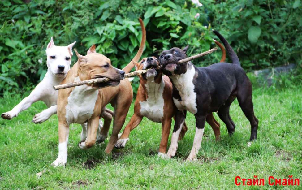 Собаки в Сергиеве Посаде: Щенки американского стаффордширтерьера Мальчик, 60 000 руб. - фото 3