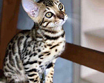 Кошки в Нытве: Продаю бенгальских котят, 15 000 руб. - фото 4