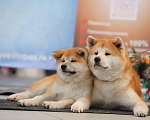 Собаки в Ставрополе: Высокопородные щенки Акита  Мальчик, 60 000 руб. - фото 3