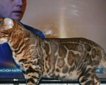 Кошки в Москве: Бенгальский котенок (котик) Мальчик, 15 000 руб. - фото 7