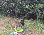 Кошки в Тюмени: Котята Девочка, Бесплатно - фото 2