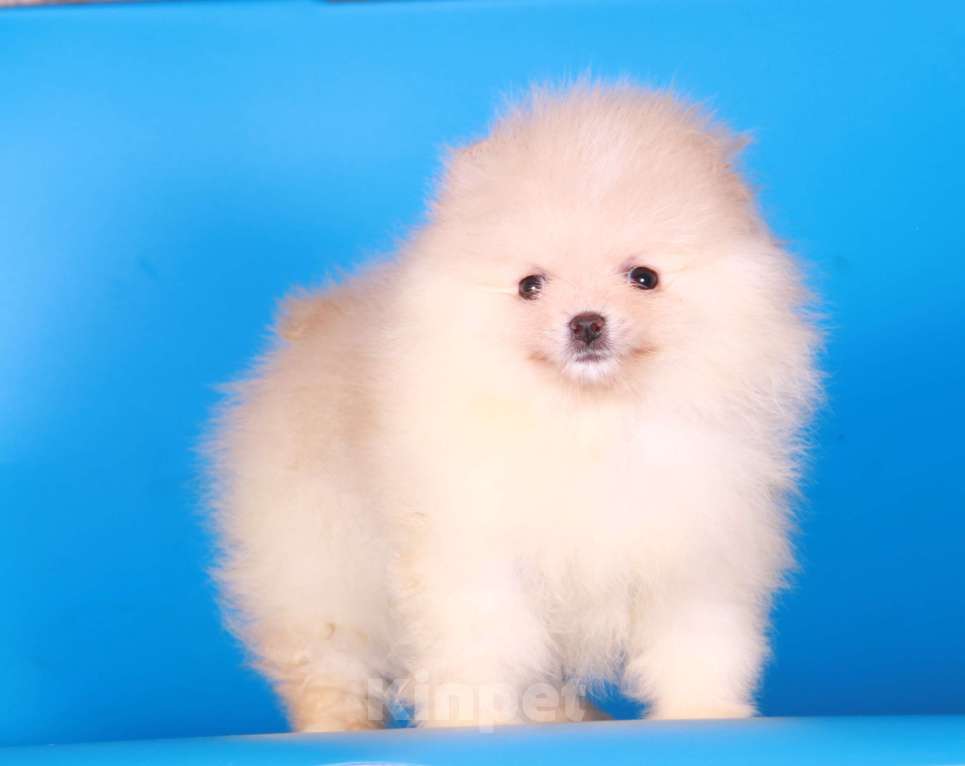 Собаки в Москве: померанский шпиц девочка супер мини Девочка, 50 000 руб. - фото 6