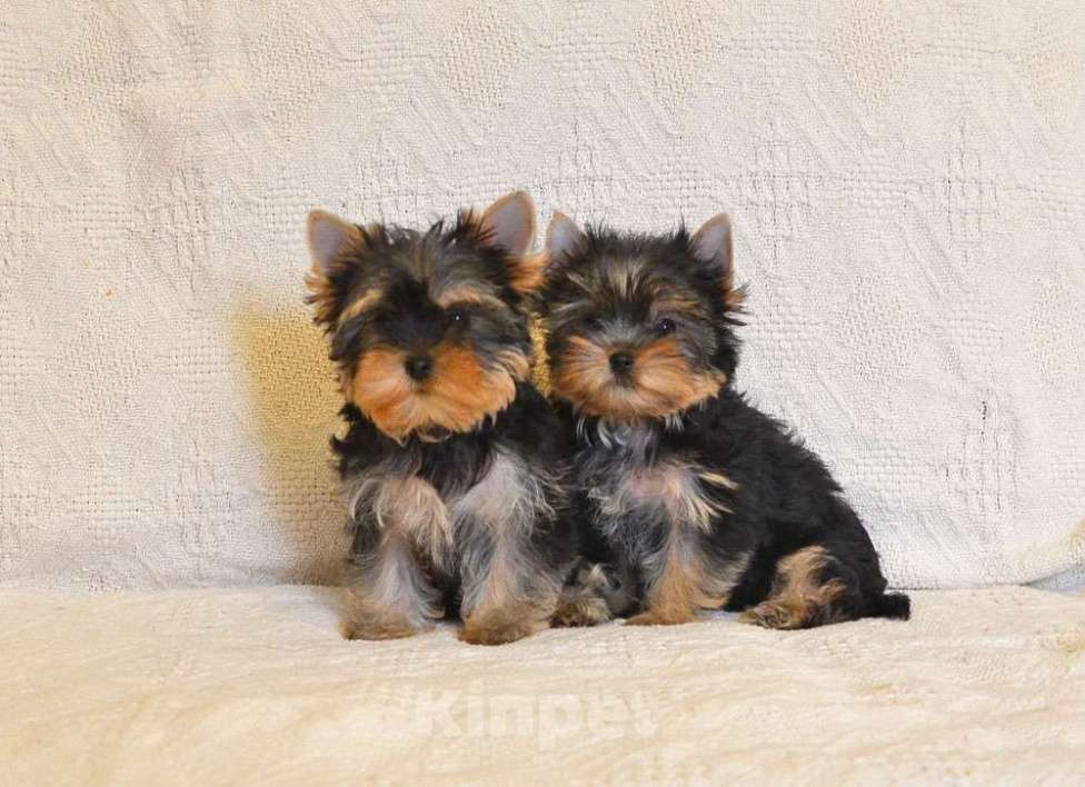 Собаки в Москве: Йоркширский терьер-чудо в ваш дом Разнополые, 20 000 руб. - фото 7