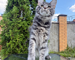 Кошки в Чехове: Мейн-кун котенок Мальчик, 50 000 руб. - фото 2