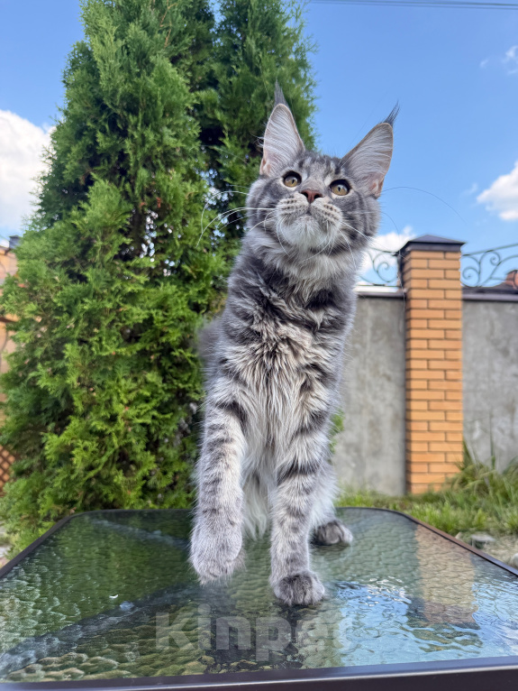 Кошки в Чехове: Мейн-кун котенок Мальчик, 50 000 руб. - фото 2