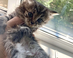 Кошки в Благовещенске: Котенок девочка 1 месяц Девочка, Бесплатно - фото 3