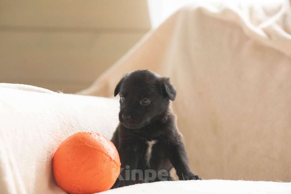 Собаки в Москве: Кроха Тихон ищет родителей Мальчик, Бесплатно - фото 2