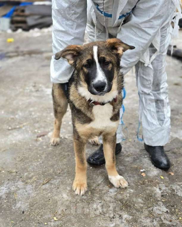Собаки в Санкт-Петербурге: Прекрасный умный щенок ищет дом Мальчик, Бесплатно - фото 3
