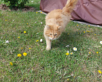 Кошки в Рузе: Найдена Кошка. Деревня Тишино. Рузский район .Рыжая. На шее был желтый ошейник.  Девочка, Бесплатно - фото 2