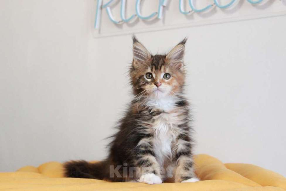 Кошки в Екатеринбурге: У всех хорошие, а у нас - лучшие! Alika Девочка, 25 000 руб. - фото 6