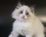 Кошки в Химках: Котёнок Регдолл. Питомник Thalorix Девочка, 120 000 руб. - фото 1