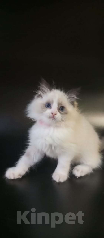 Кошки в Химках: Котёнок Регдолл. Питомник Thalorix Девочка, 120 000 руб. - фото 1