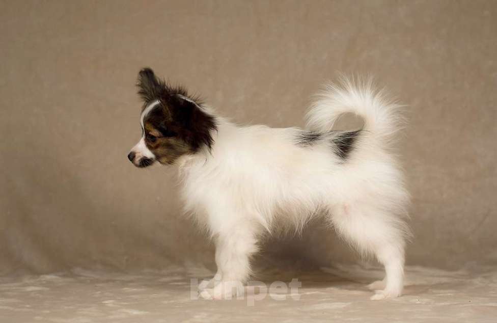 Собаки в Москве: щенок Папийона Девочка, 100 000 руб. - фото 2