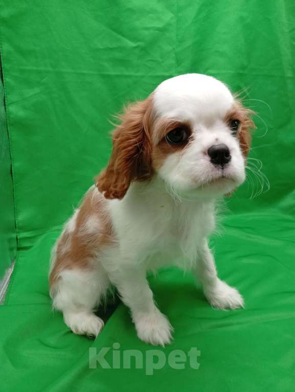 Собаки в Москве: Щенки кавалер Кинг Чарльз спаниель  Девочка, 60 000 руб. - фото 7