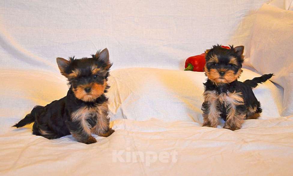 Собаки в Москве: Йоркширский терьер-маленькое чудо в ваш дом Девочка, 15 000 руб. - фото 4