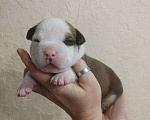 Собаки в Белгороде: Американский стаффордширский терьер щенок Мальчик, 80 000 руб. - фото 1