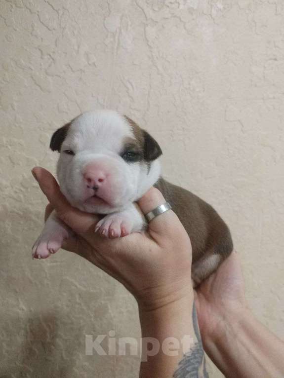 Собаки в Белгороде: Американский стаффордширский терьер щенок Мальчик, 80 000 руб. - фото 1