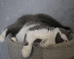 Кошки в Магнитогорске: Rochelle Marshmallow  Девочка, 1 000 руб. - фото 2