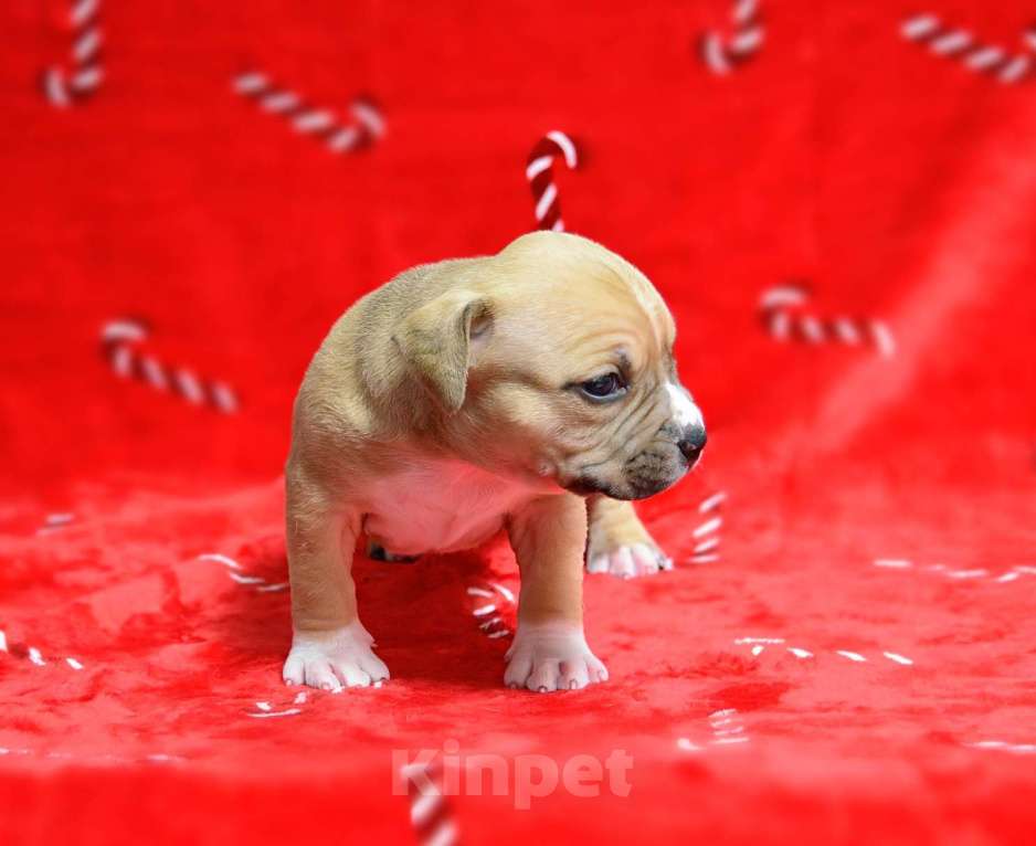 Собаки в Москве: Рыжик красавчик амстафф Мальчик, 60 000 руб. - фото 2