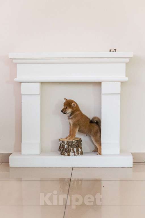 Собаки в Барнауле: Малыш Сиба Ину Мальчик, 100 000 руб. - фото 2