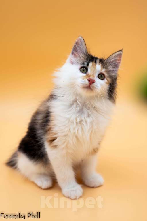 Кошки в Хабаровске: Котёнок Курильского Бобтейла Ференика Фил МАНАНА Девочка, 40 000 руб. - фото 6