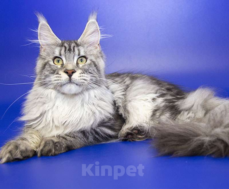 Кошки в Москве: Мейн кун, девочка, подросток. Девочка, 15 000 руб. - фото 7