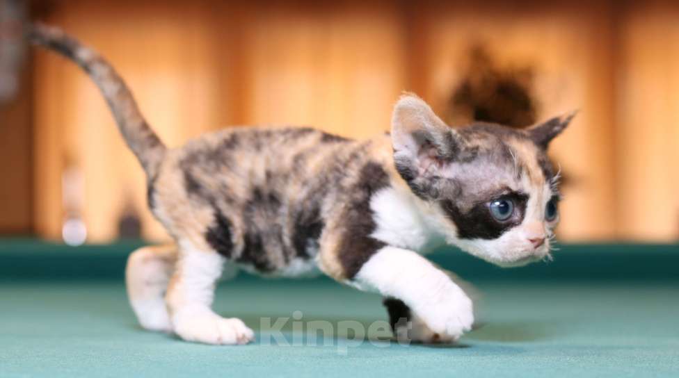 Кошки в Санкт-Петербурге: Девон рекс Девочка, 60 000 руб. - фото 3