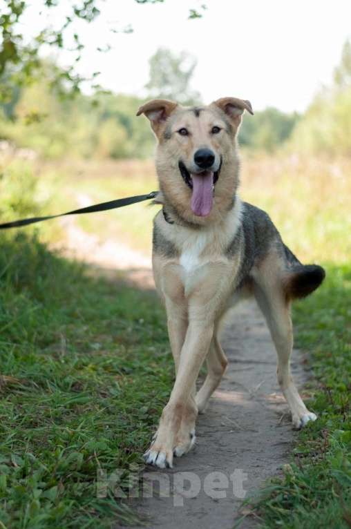 Собаки в Электростали: Удивительный пёс Чингиз в поиске дома Мальчик, Бесплатно - фото 9