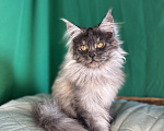 Кошки в Москве: Котёнок мейн-кун, голубой дым(as), кличка Cobalt Мальчик, 50 000 руб. - фото 1