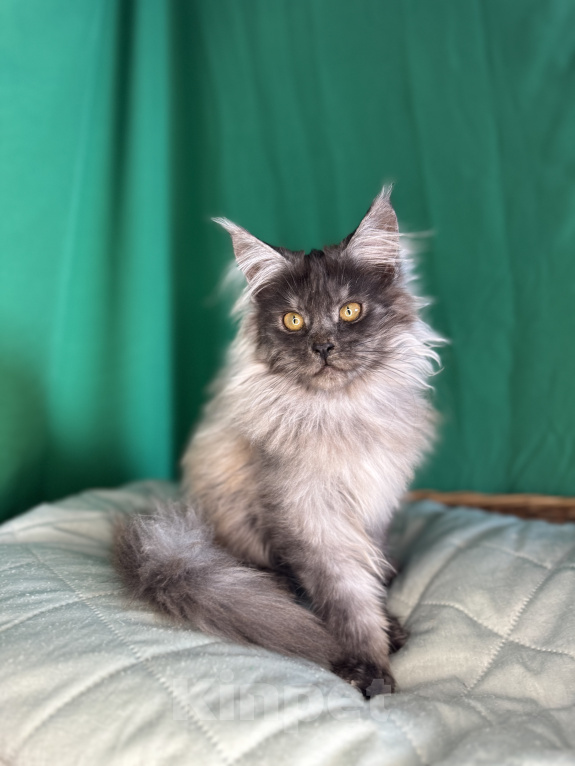 Кошки в Москве: Котёнок мейн-кун, голубой дым(as), кличка Cobalt Мальчик, 50 000 руб. - фото 1