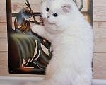 Кошки в Рыбинске: Британский голубоглазый мальчик -шиншилла Мальчик, 25 000 руб. - фото 2