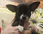 Собаки в Москве: Продажа щенка чихуахуа Девочка, Бесплатно - фото 2