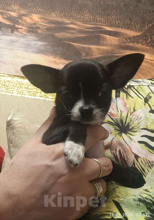 Собаки в Москве: Продажа щенка чихуахуа Девочка, Бесплатно - фото 2