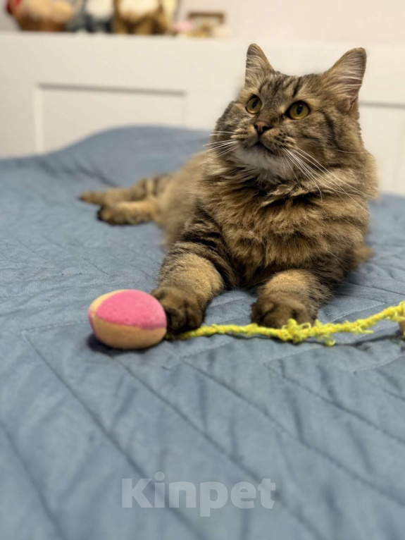 Кошки в Москве: Замурчательный котик Лекс Мальчик, Бесплатно - фото 3