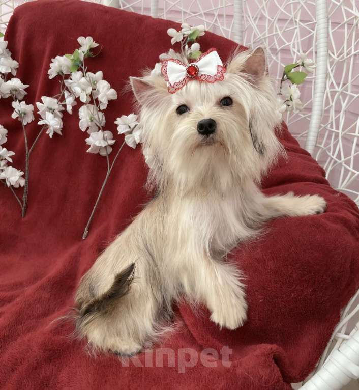 Собаки в Москве: Мини йорк девочка золотая подрощенная Девочка, 80 000 руб. - фото 3