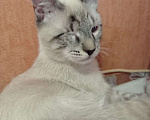 Кошки в Одинцово:  Котёнок Семён в добрые руки Мальчик, 100 руб. - фото 2