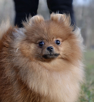 Померанский шпиц