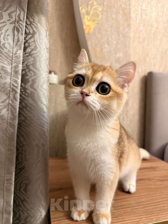 Кошки в Сочи: Британский котенок золотая шиншилла  Девочка, 15 000 руб. - фото 1